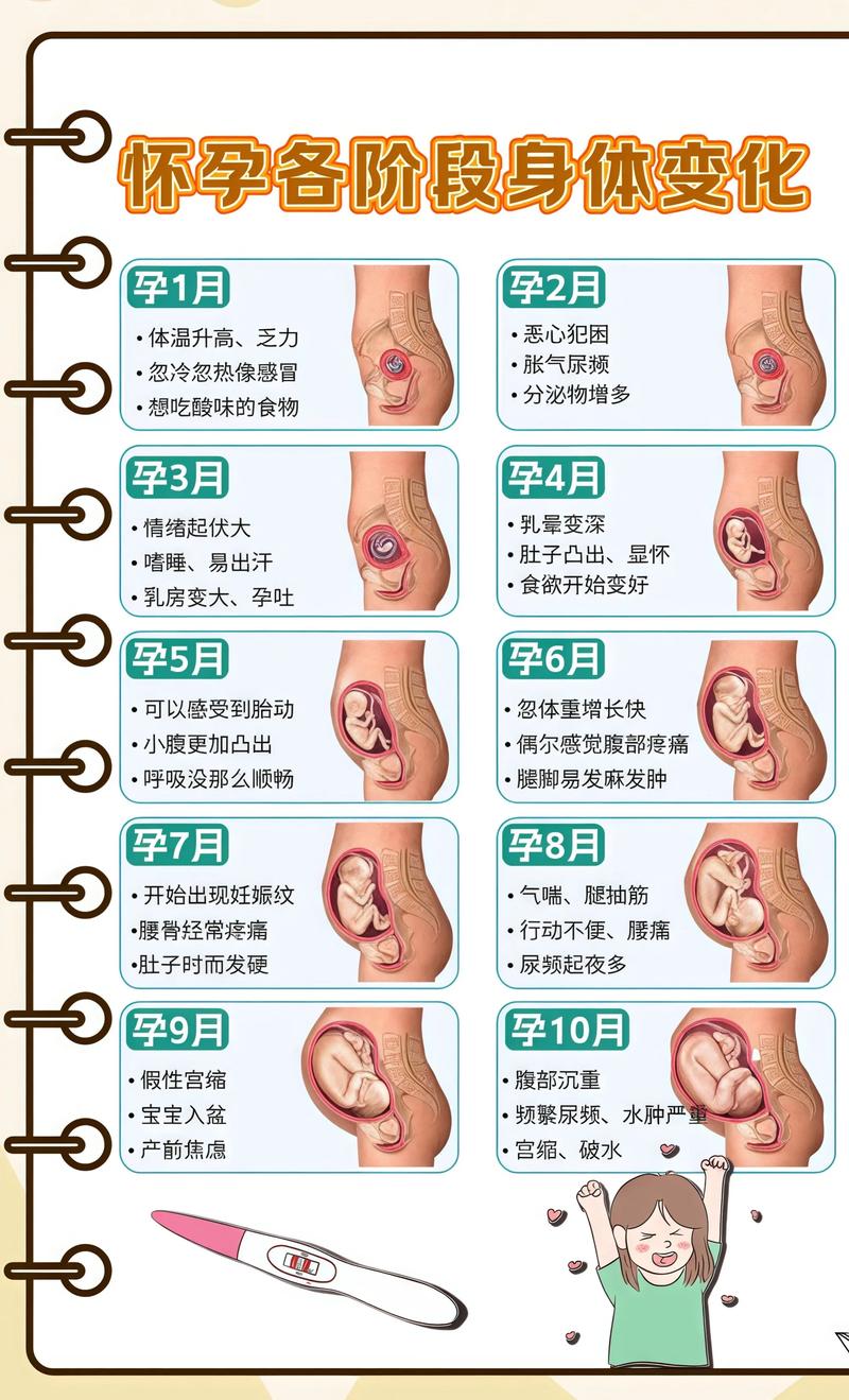 揭秘供卵代孕妈妈怀孕小腹分两节，孕期变化的奥秘海北代生机构: